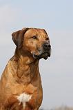 RODESIAN RIDGEBACK 043